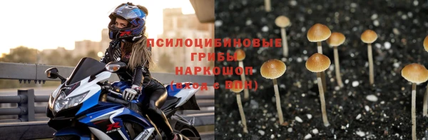 тгк Дмитровск