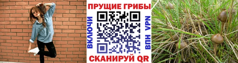 наркота  Закаменск  Галлюциногенные грибы ЛСД 